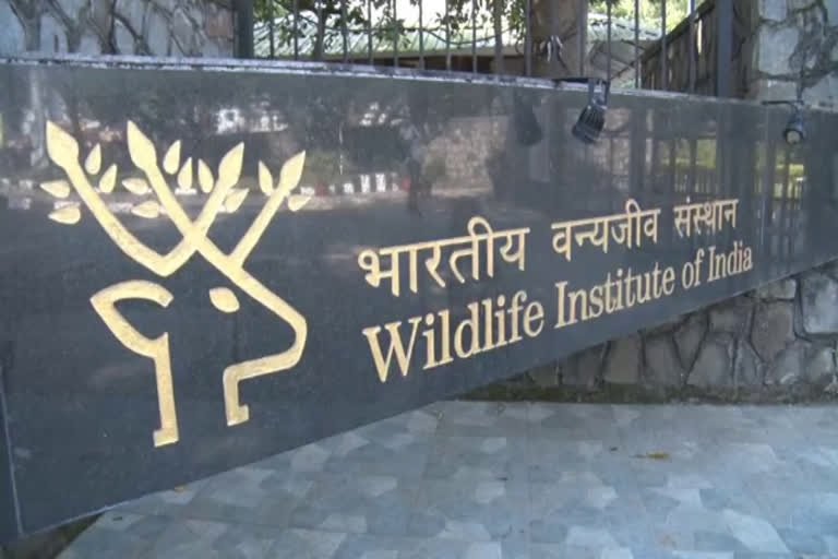 Wildlife Institute of India Recruitment 2025 – Apply Now for Jobs!